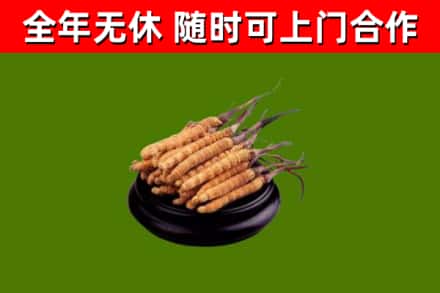 永年烟酒回收冬虫夏草.jpg